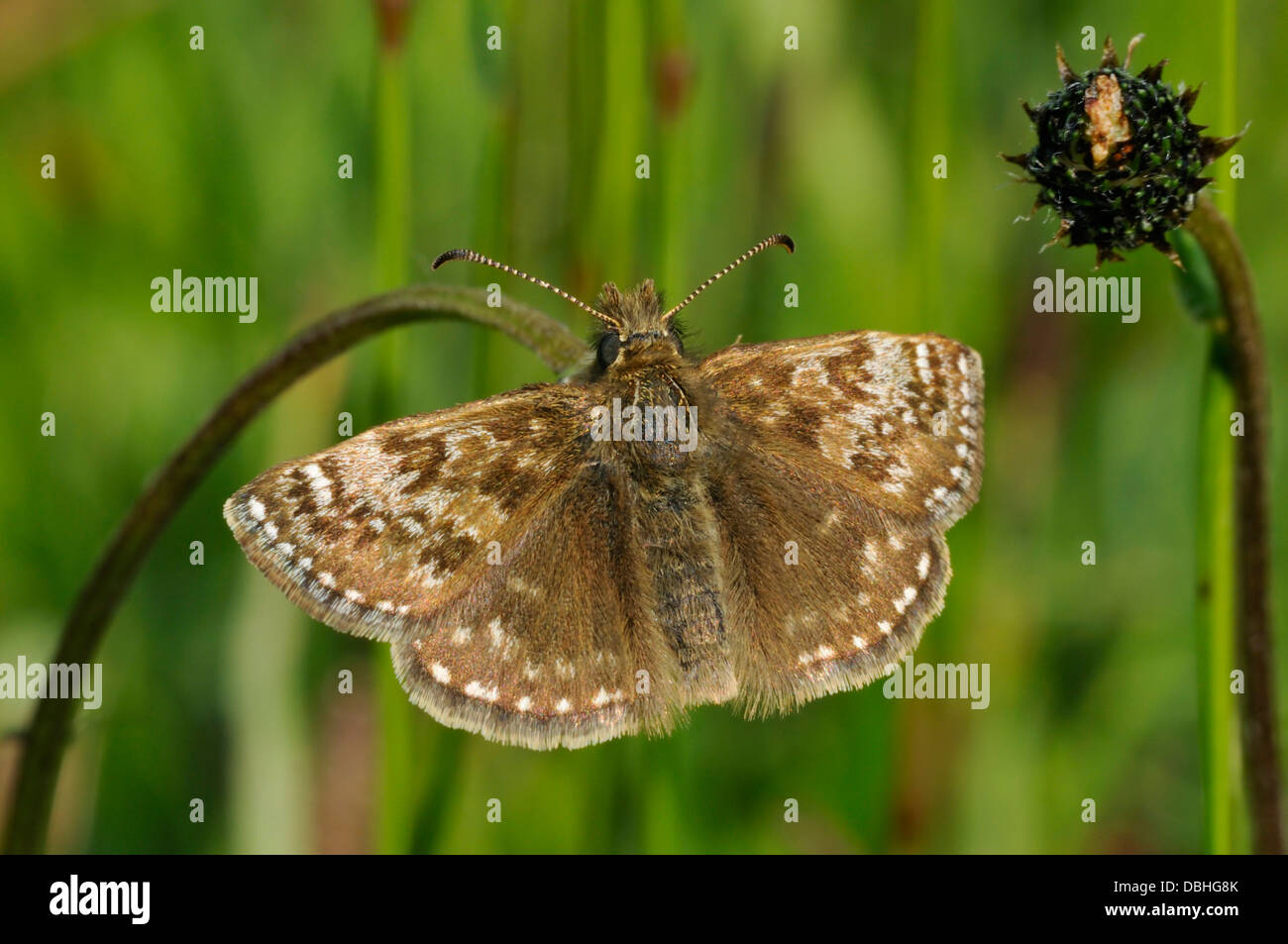 Dingy Skipper Butterfly - Erynnis tages Banque D'Images