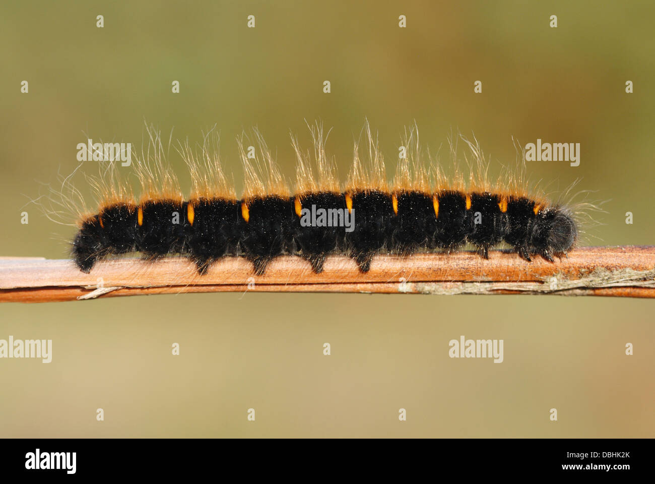 Fox Moth Macrothylacia rubi (Caterpillar) sur et français heath Banque D'Images