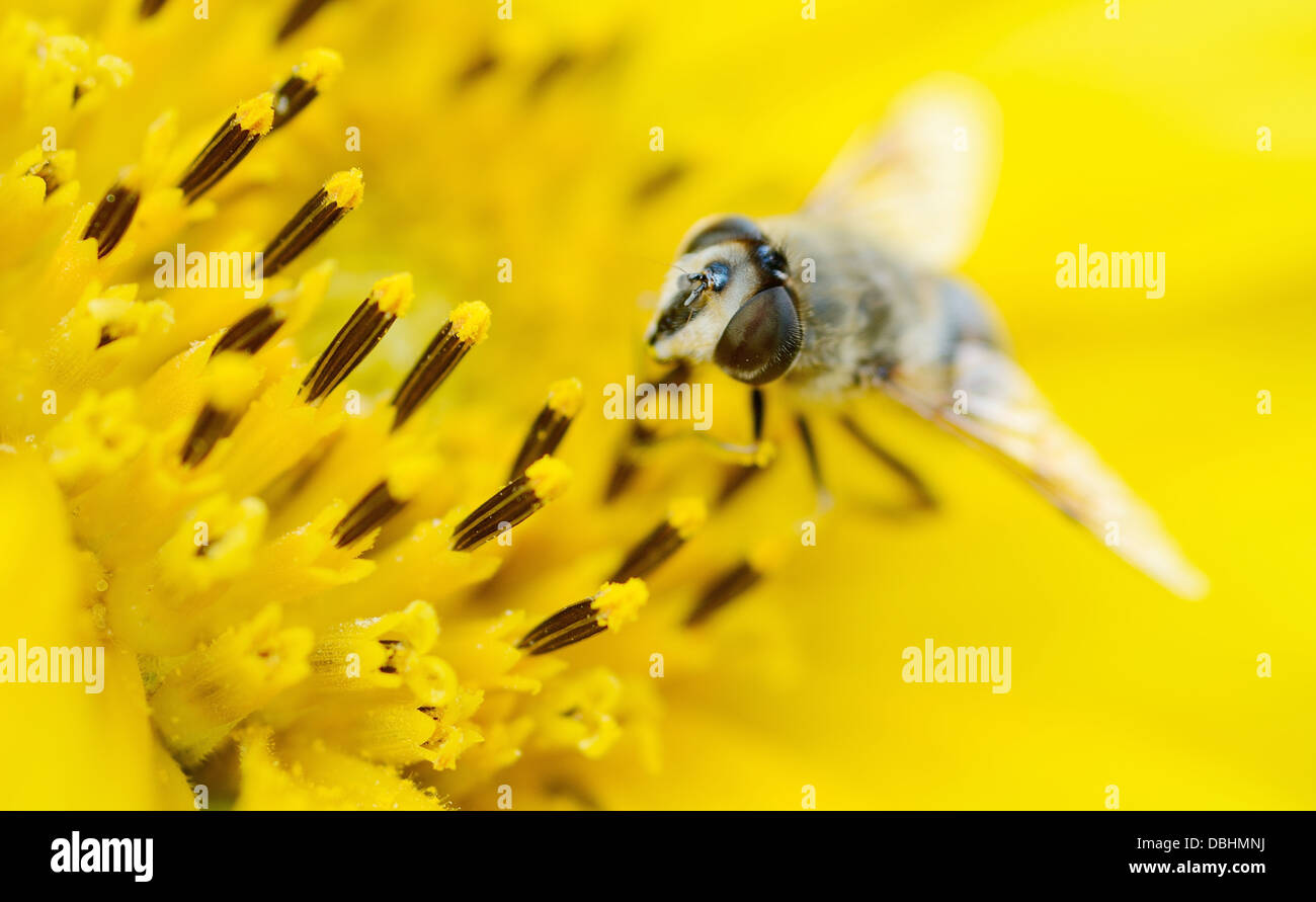 La pollinisation des abeilles macro shot avec le tournesol. Banque D'Images