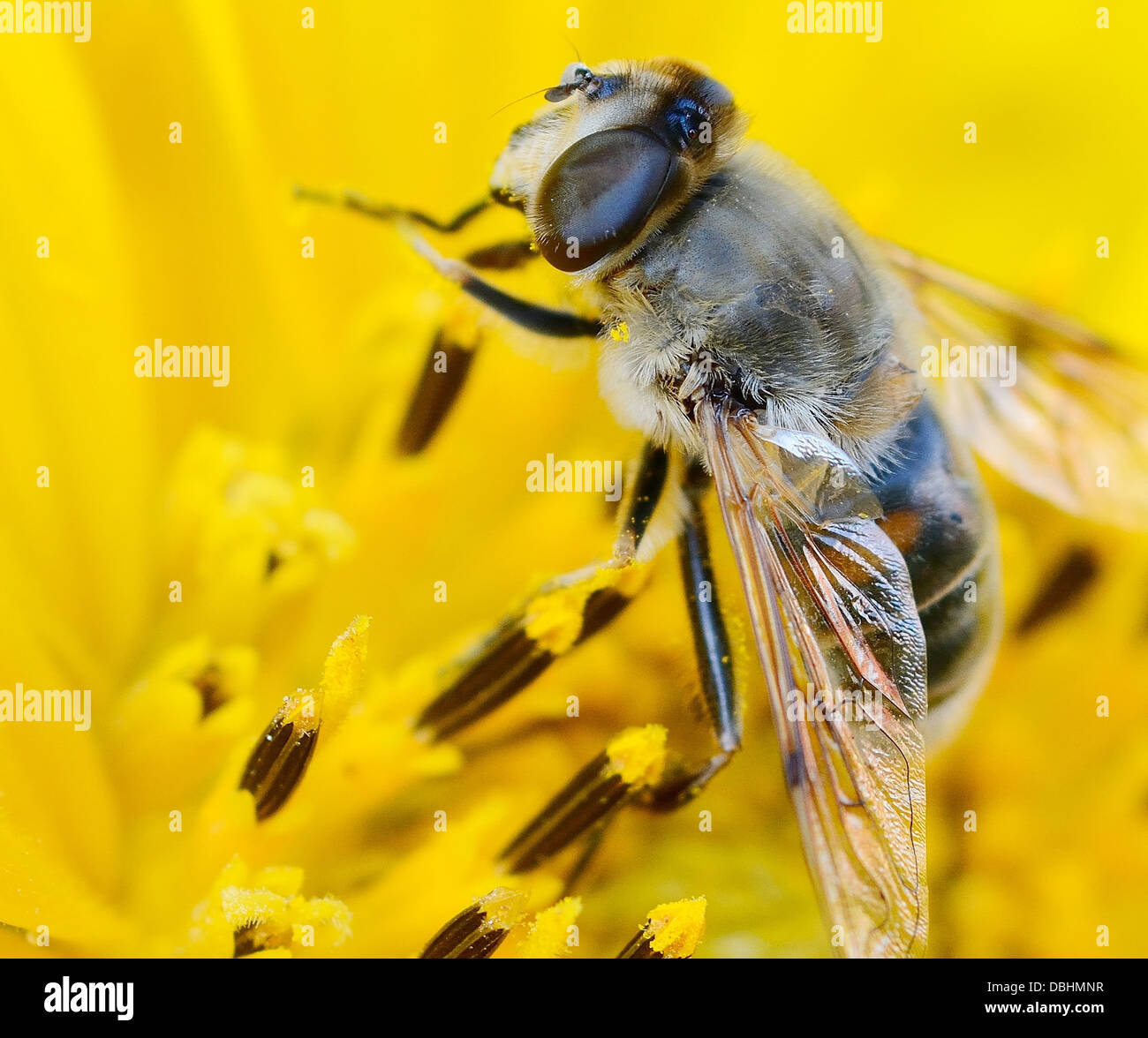 La pollinisation des abeilles macro shot avec le tournesol. Banque D'Images