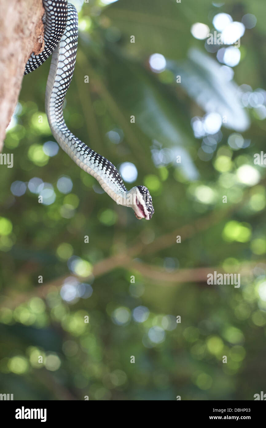 La chasse au serpent de geckos. Banque D'Images