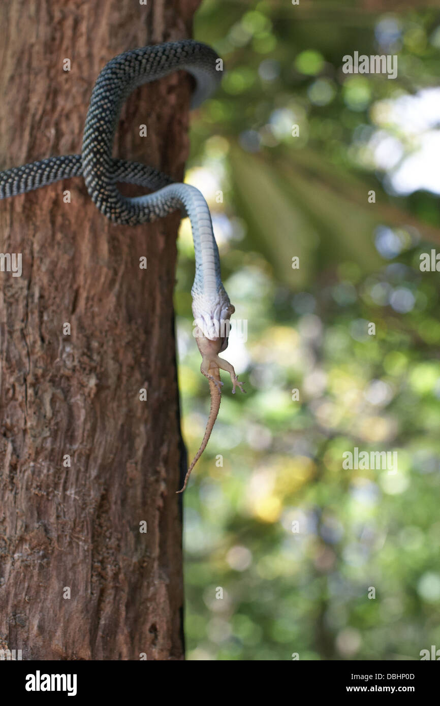 La chasse au serpent de geckos. Banque D'Images