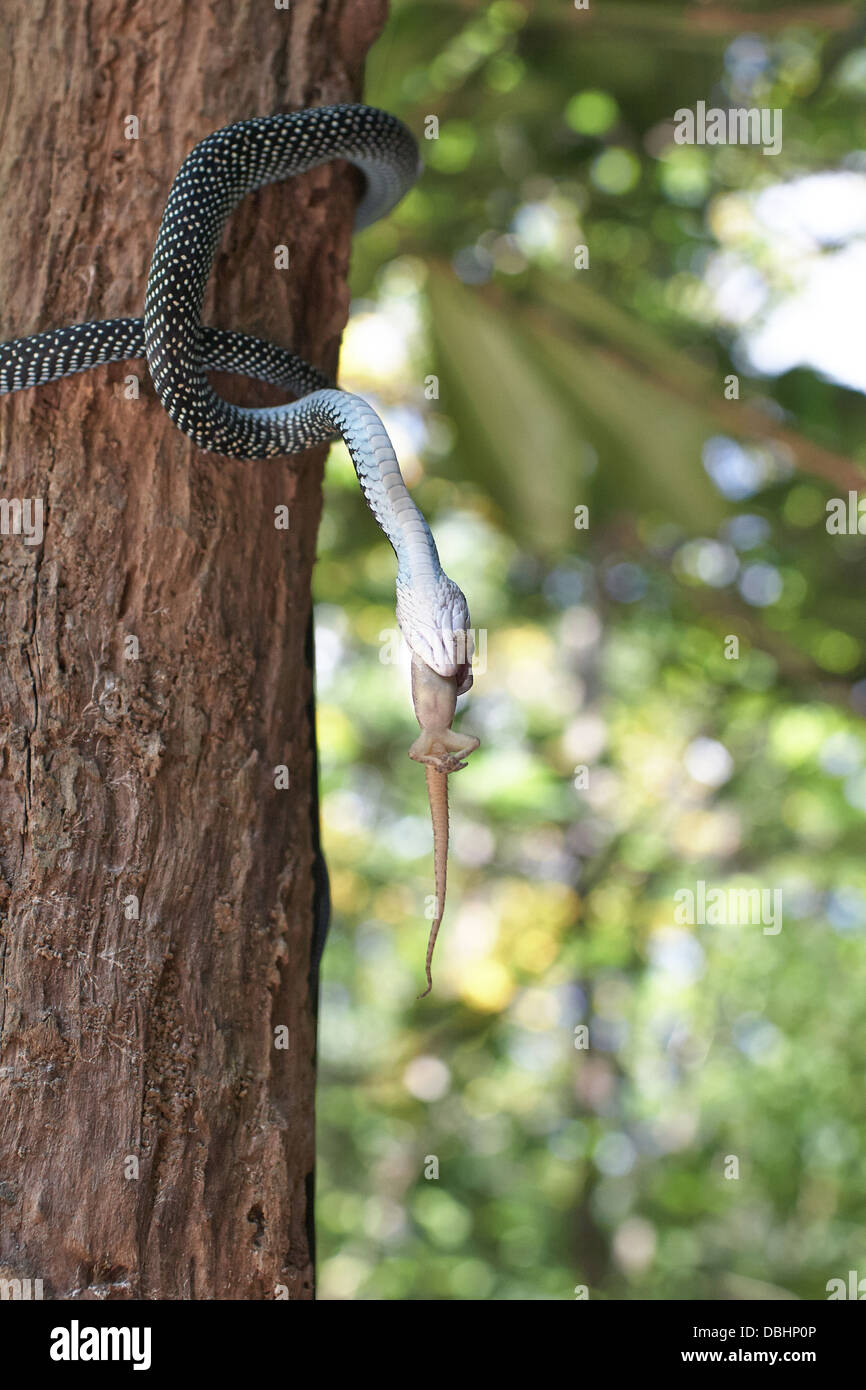La chasse au serpent de geckos. Banque D'Images