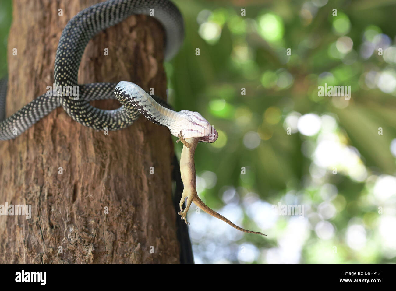 La chasse au serpent de geckos. Banque D'Images