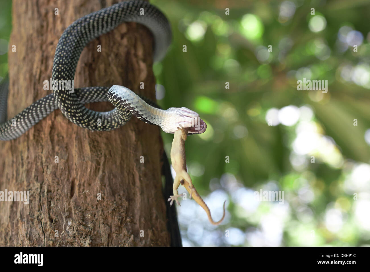 La chasse au serpent de geckos. Banque D'Images