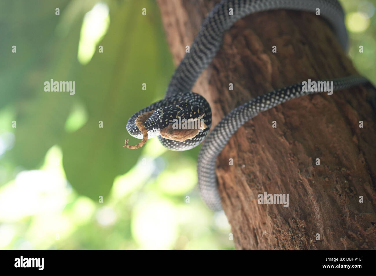 La chasse au serpent de geckos. Banque D'Images