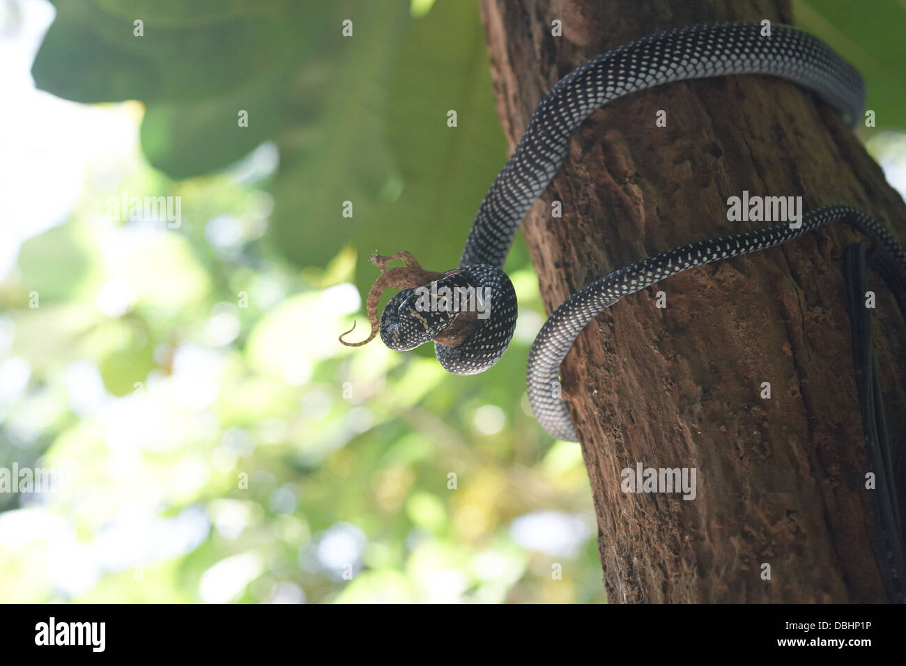 La chasse au serpent de geckos. Banque D'Images