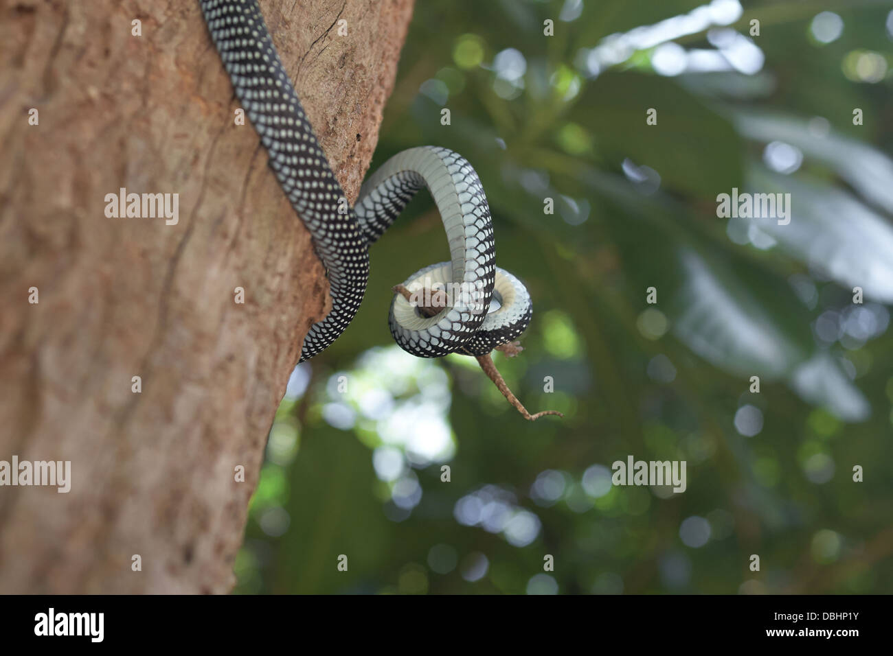 La chasse au serpent de geckos. Banque D'Images