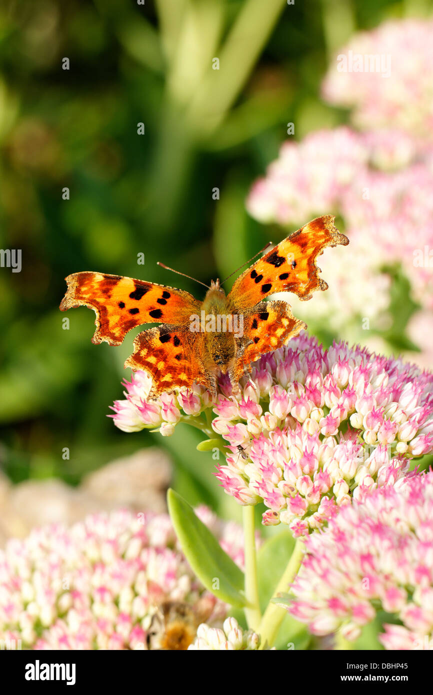 Virgule papillon sur les fleurs de Sedum Banque D'Images