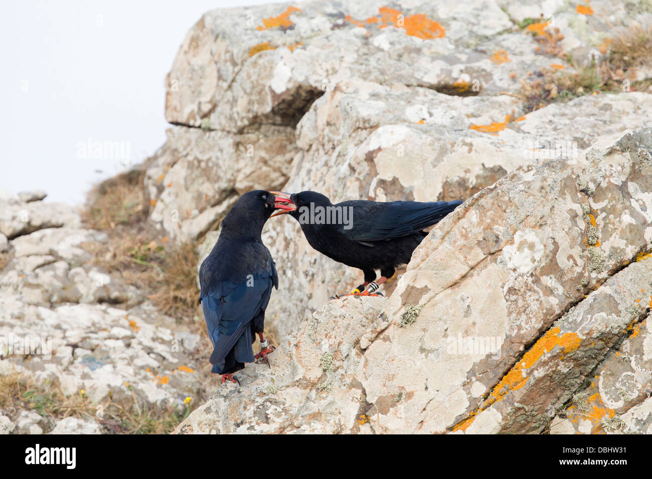 Pyrrhocorax pyrrhocorax ; Choughs ; Alimentation des jeunes adultes, Cornwall, UK Banque D'Images
