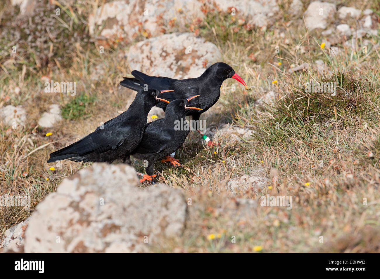 Pyrrhocorax pyrrhocorax ; Choughs ; avec les jeunes adultes à mendier de la nourriture, Cornwall, UK Banque D'Images