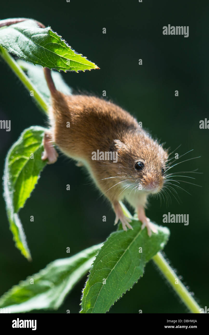 Harvest Mouse Micromys minutas sur une plante sauvage de saule de baie Banque D'Images