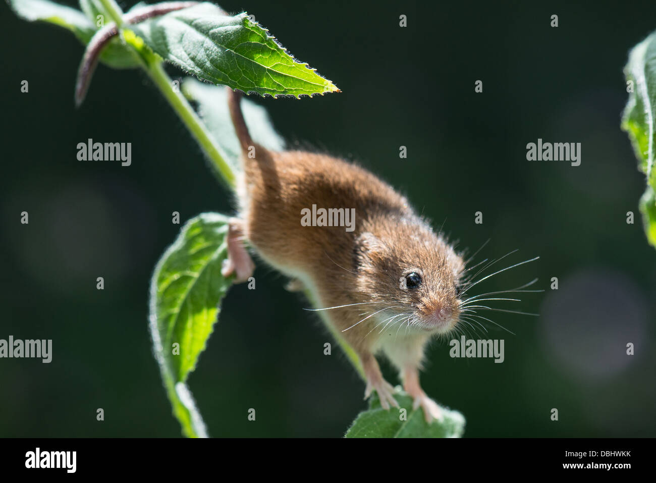Harvest Mouse Micromys minutas sur une plante sauvage de saule de baie Banque D'Images
