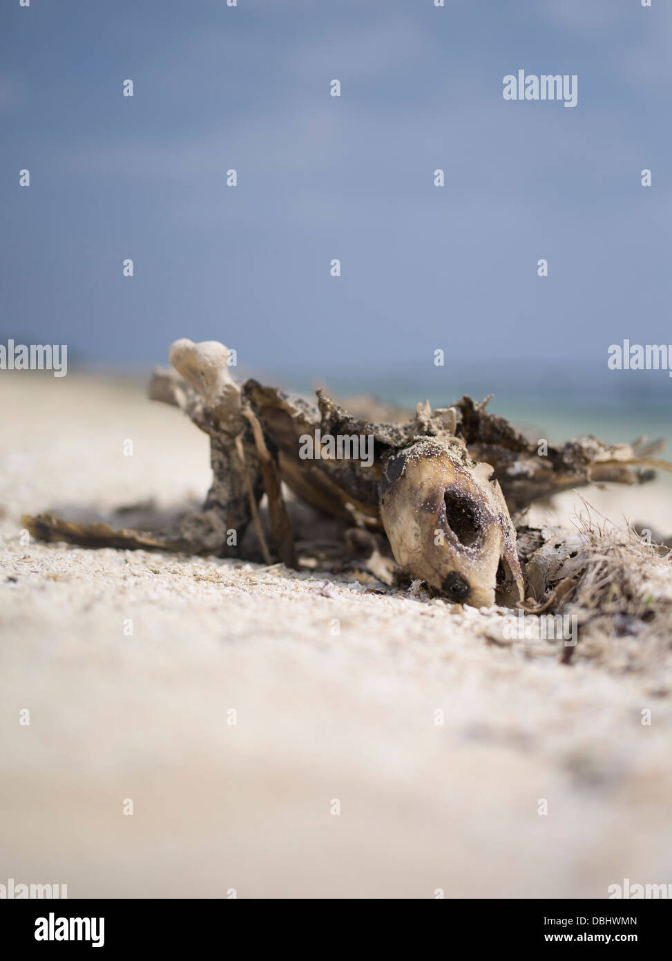Squelette de la tortue sur la plage, Kume Island, Okinawa, Japon Banque D'Images