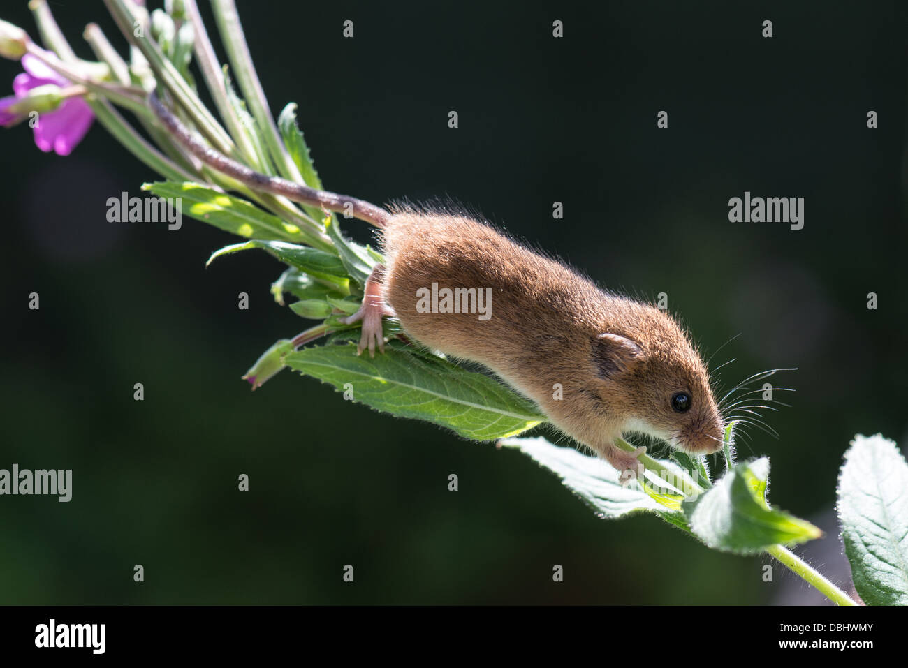 Harvest Mouse Micromys minutas sur une plante sauvage de saule de baie Banque D'Images