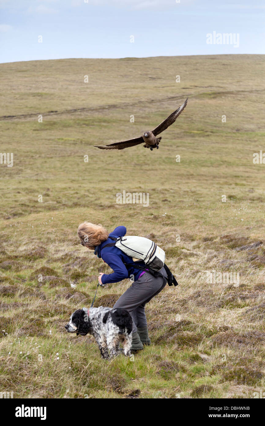 Grand Labbe Stercorarius skua ; ; ; attaque ; Royaume-Uni Shetland Banque D'Images