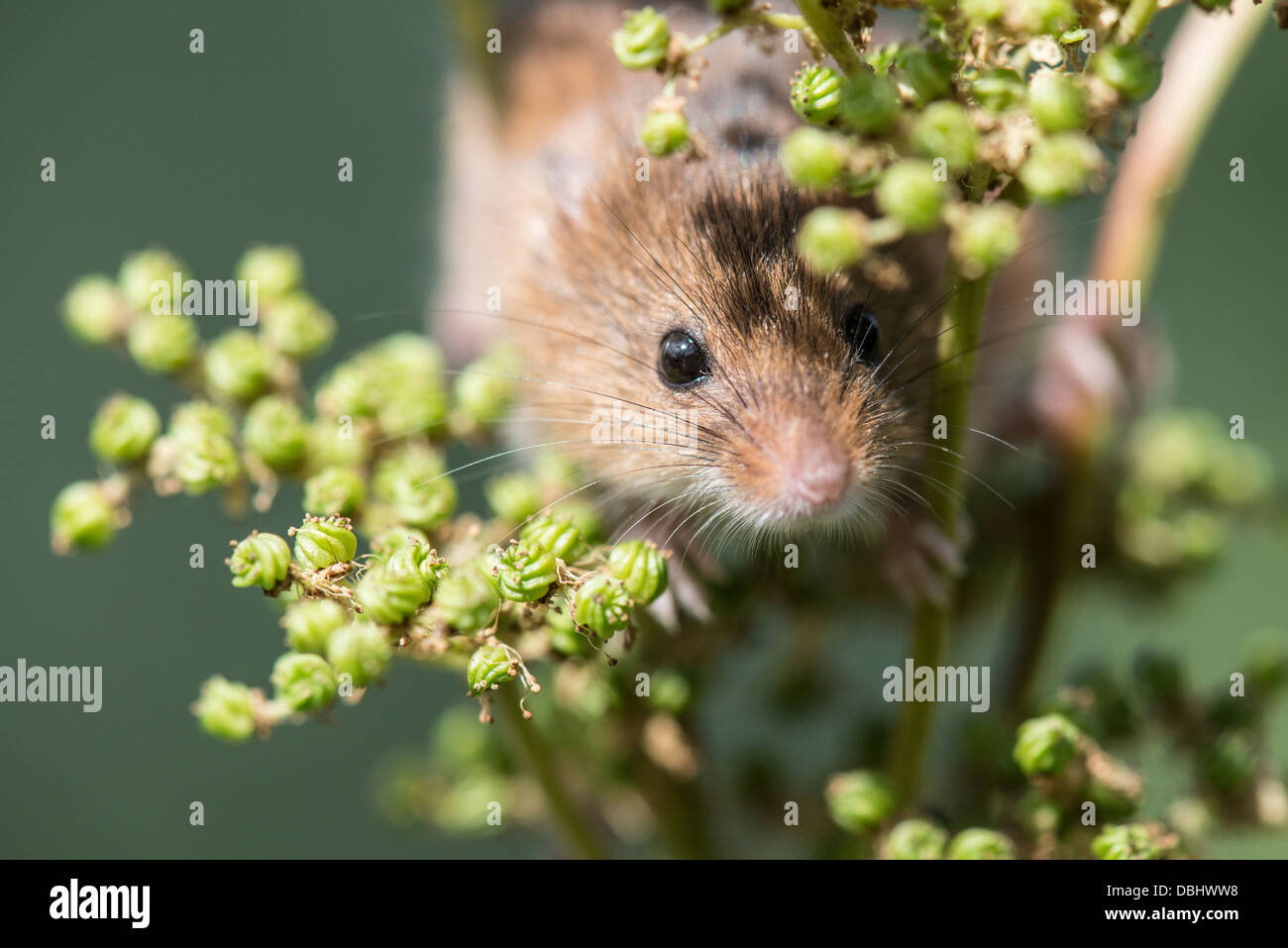 Souris de récolte Micromys minutas peeping hors de la tête de fleur Banque D'Images