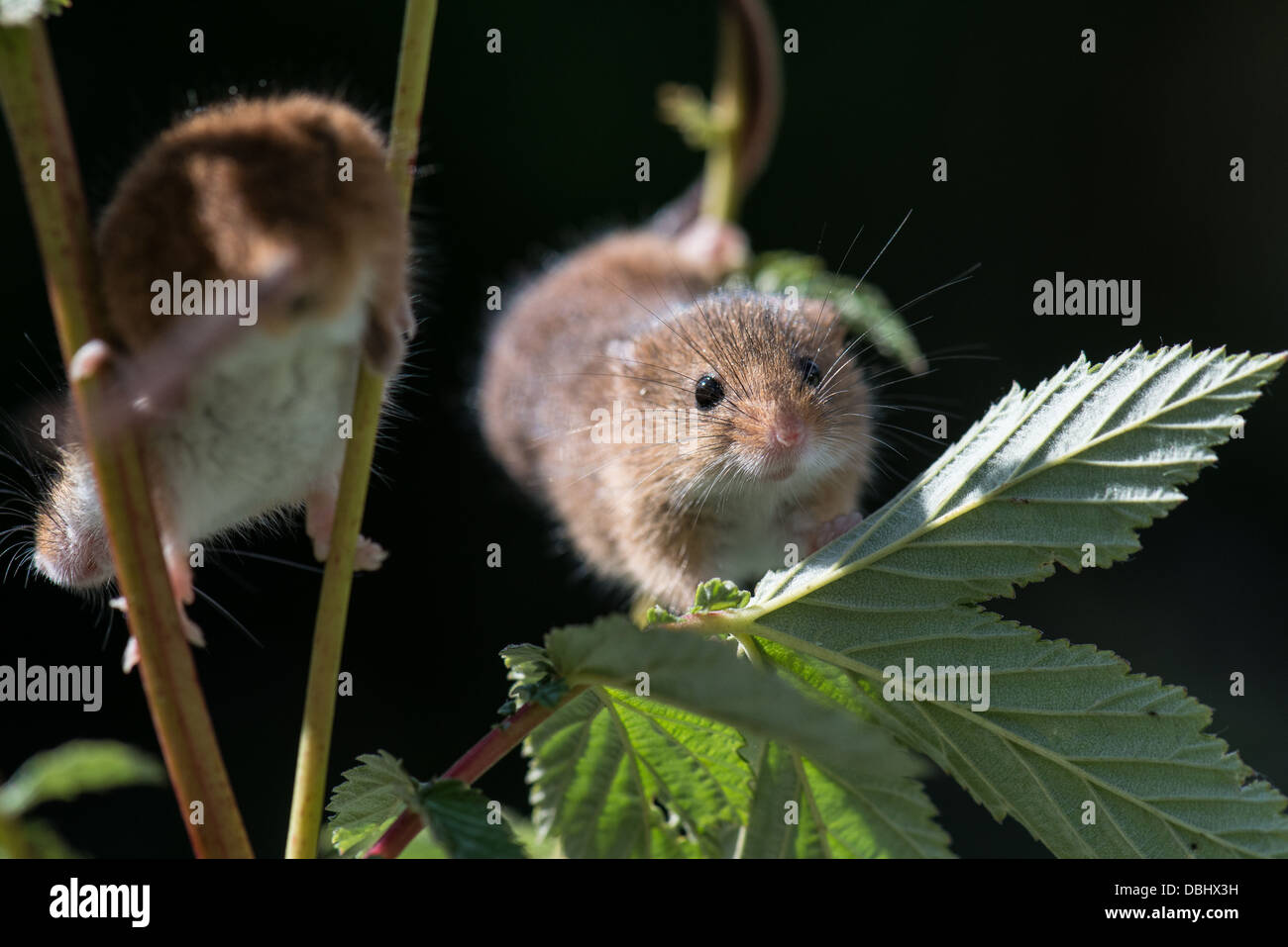 Deux souris Harvest jouant sur les tiges dans hedgerow sur un jour ensoleillé Banque D'Images