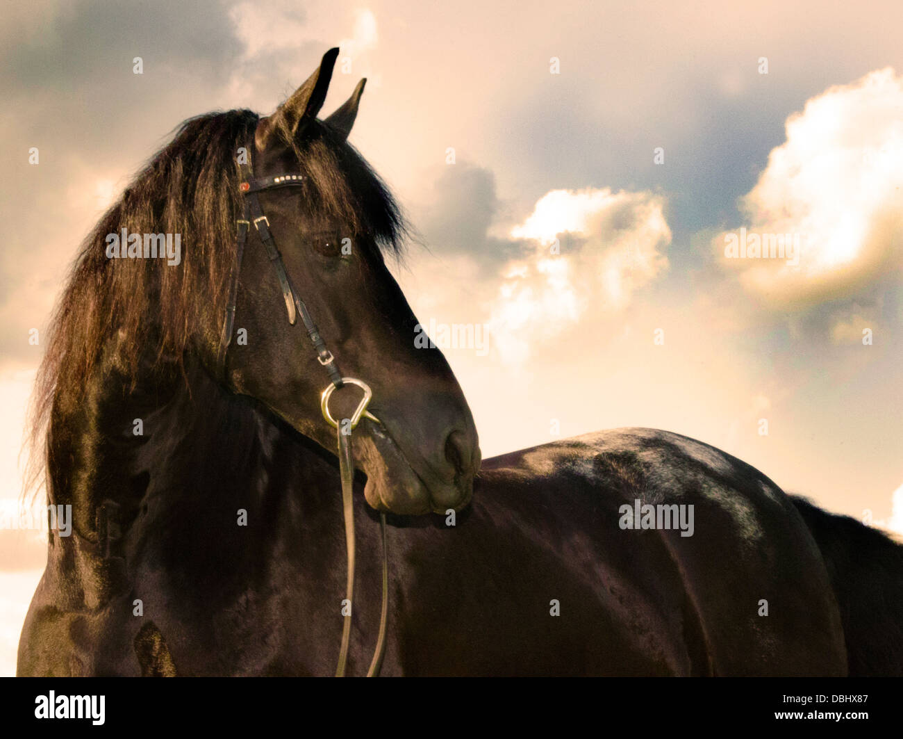 Portrait d'un cheval Banque D'Images