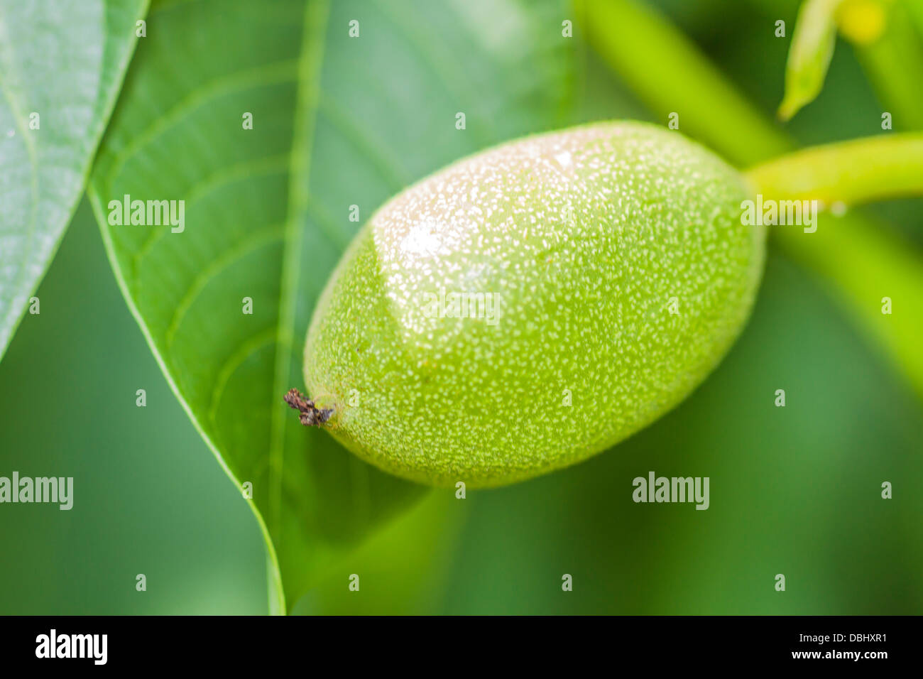 Photo noyer dans un green peel Banque D'Images