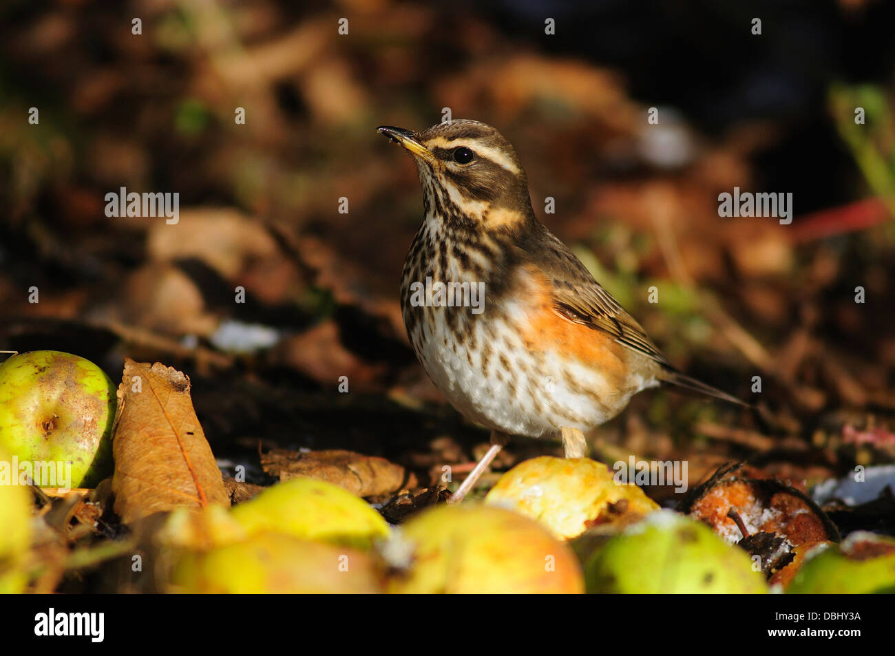 Un vent om carouges pommes automne UK Banque D'Images