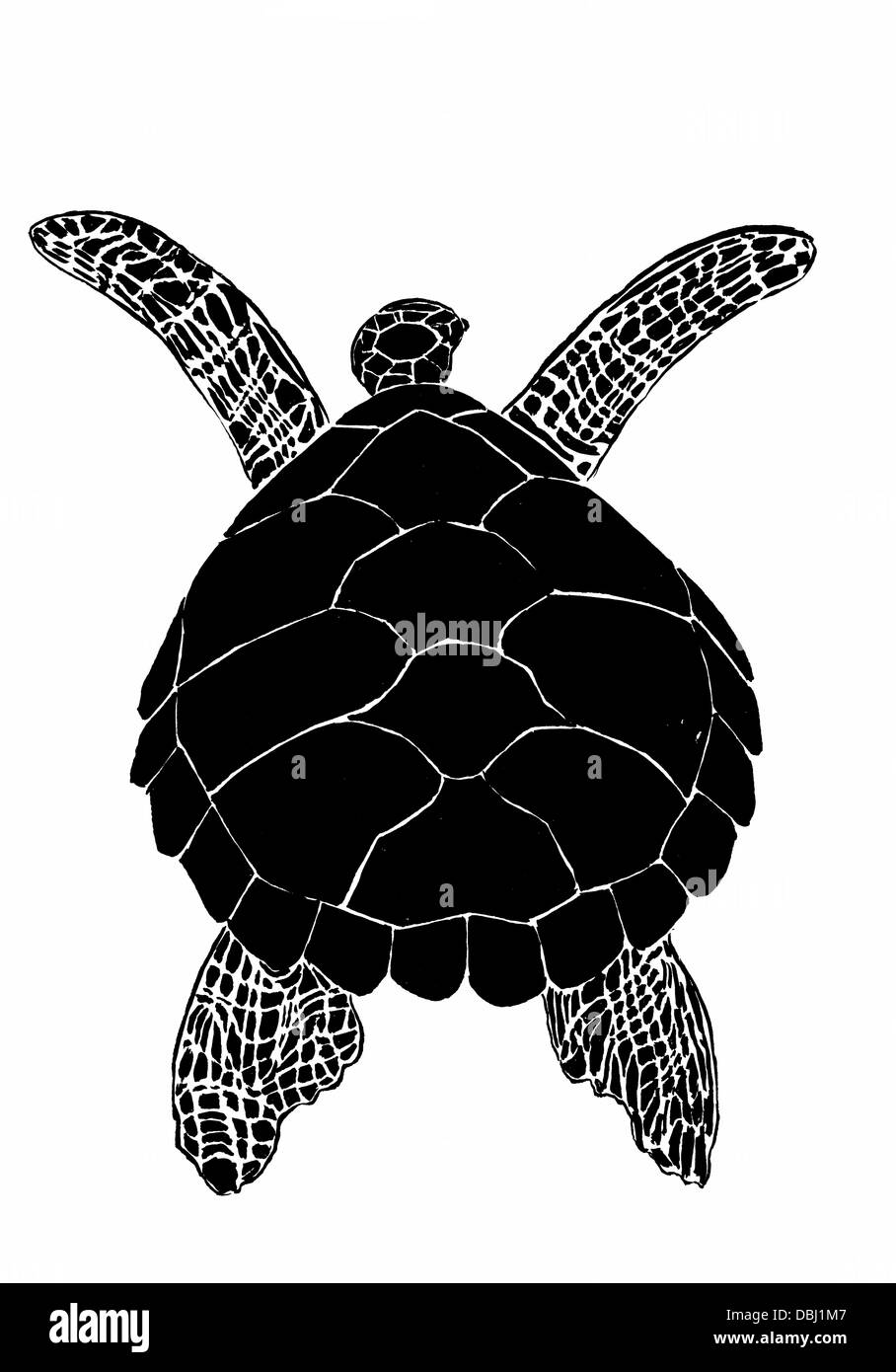 Croquis de tortue Banque d'images noir et blanc - Page 2 - Alamy