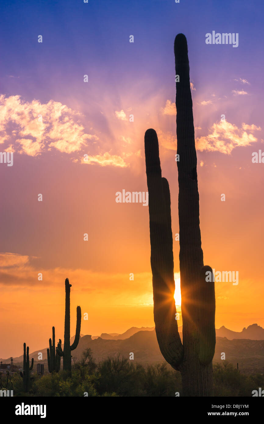 Saguaro Cactus au coucher du soleil dans la région de Lost Dutchman State Park, Arizona, USA Banque D'Images