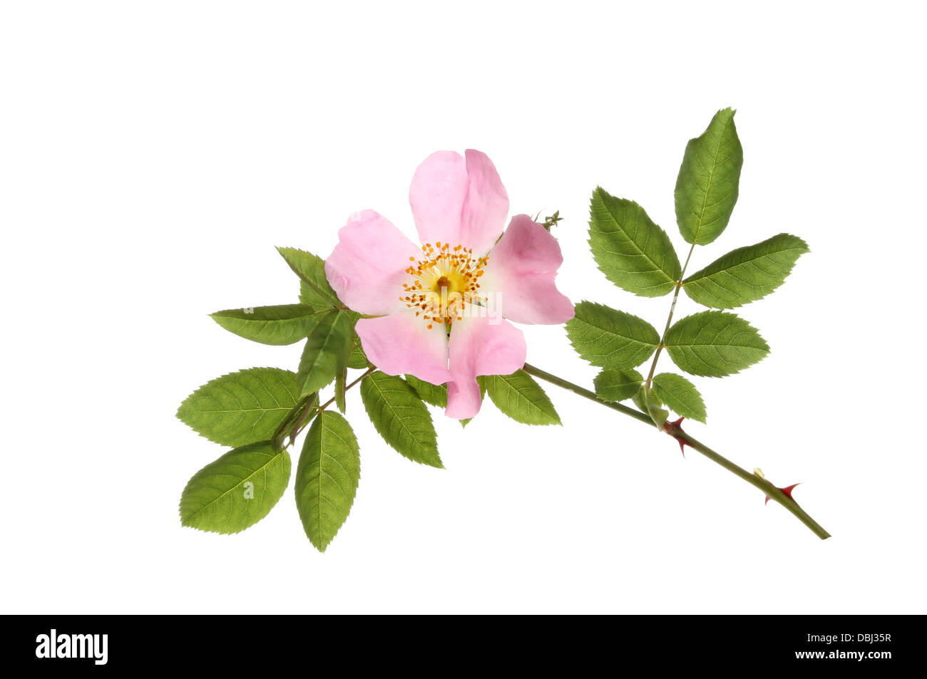 Dog rose, rosa canina, fleurs et feuilles isolées contre white Banque D'Images