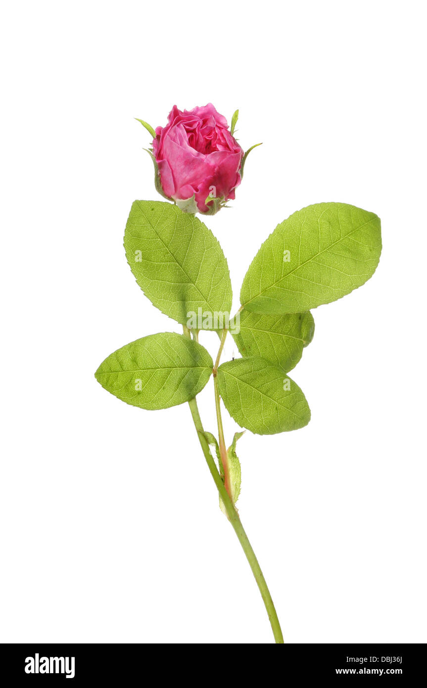 Bouton de rose et de feuilles isolées contre white Banque D'Images