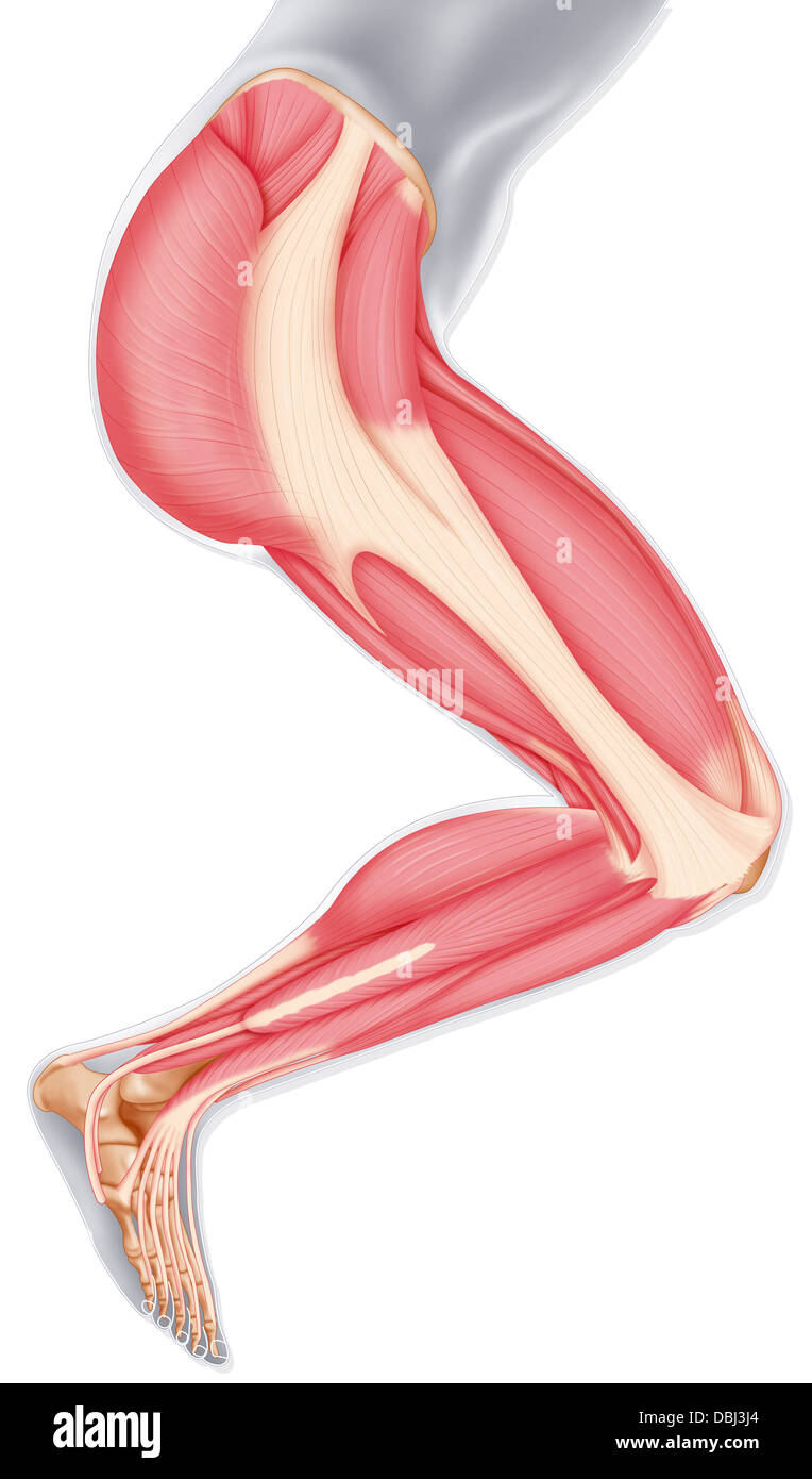 Les muscles des membres inférieurs, dessin Banque D'Images