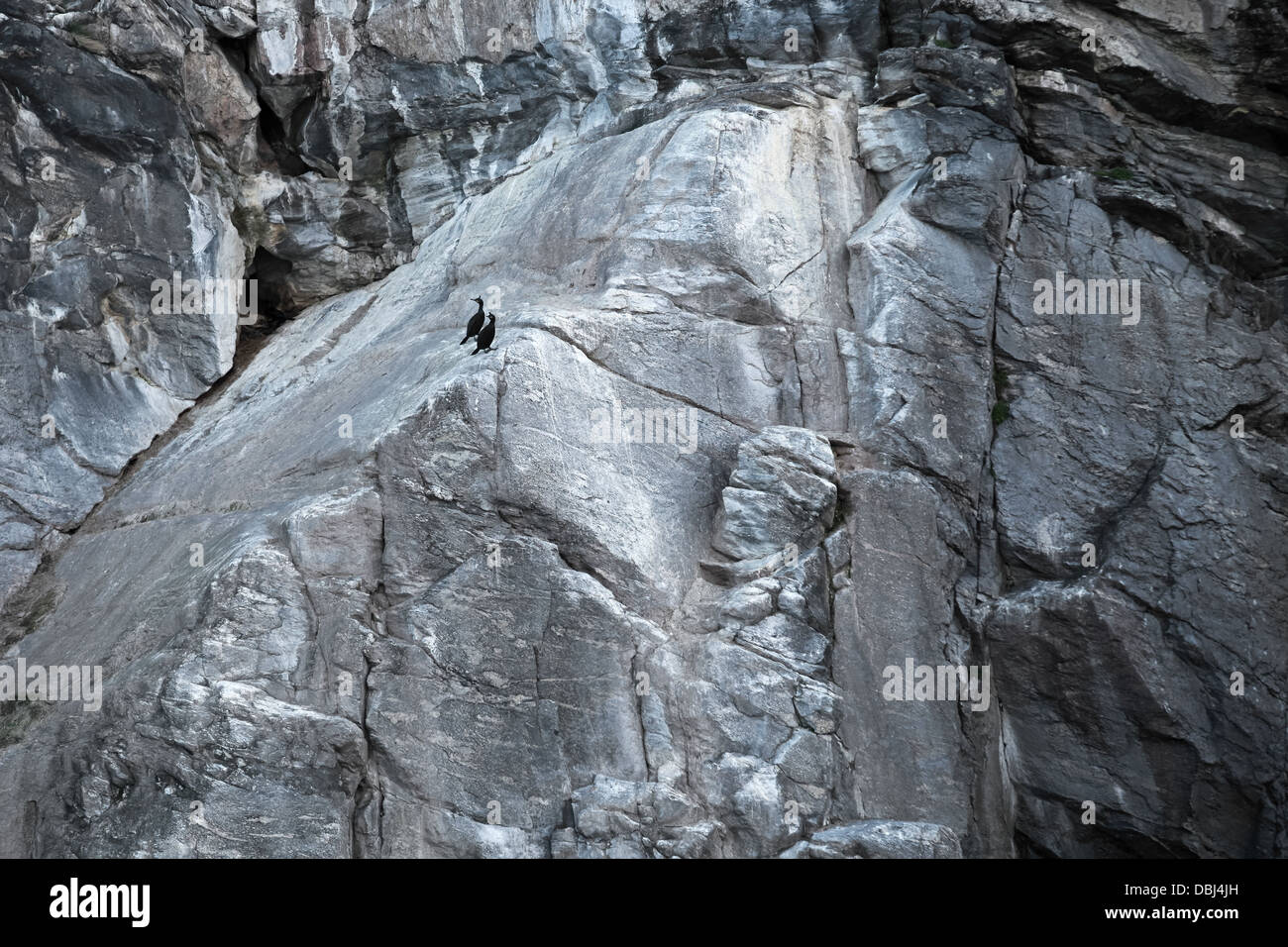 Deux noirs cormorans européens s'asseoir sur le Norwegian Coastal rock Banque D'Images