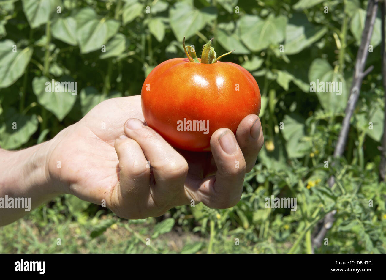 Savoureux tomate dans la main des agriculteurs. Banque D'Images