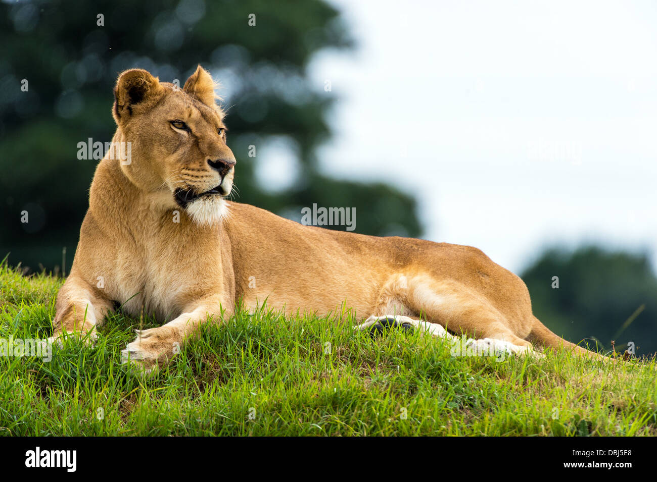 Lionne au repos Banque D'Images