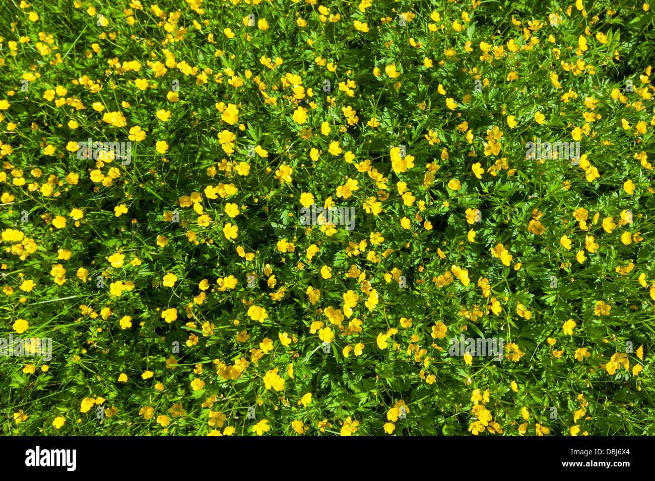 Ranunculus acris (Prairie, renoncule la renoncule âcre) avec ses fleurs jaune Banque D'Images