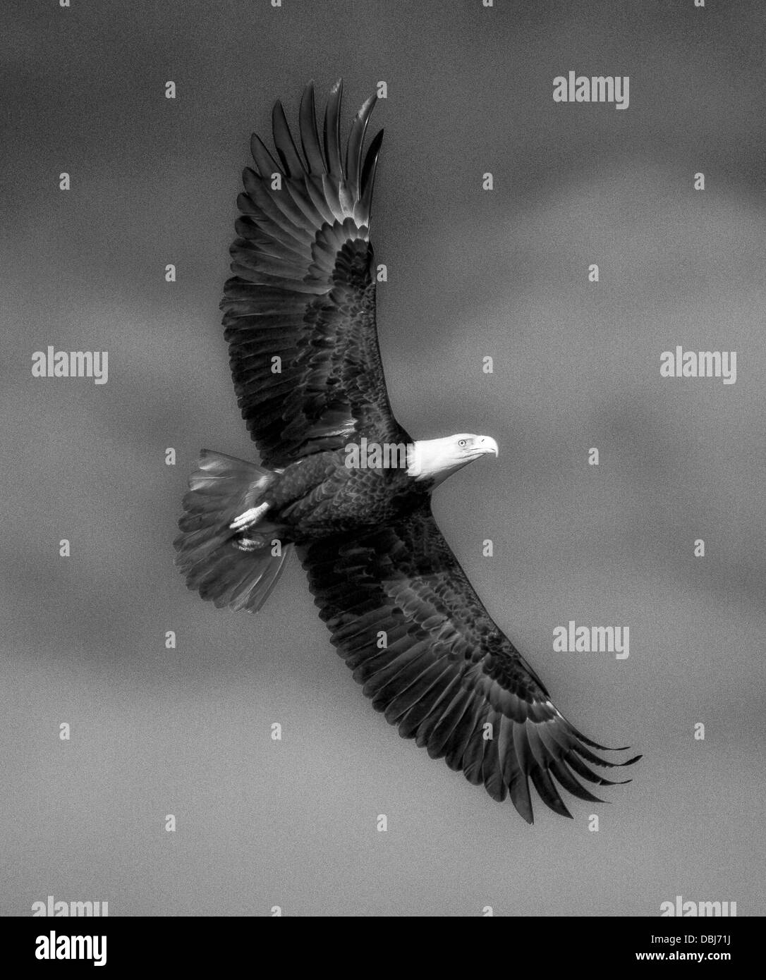 L'aigle chauve américain en vol Banque D'Images