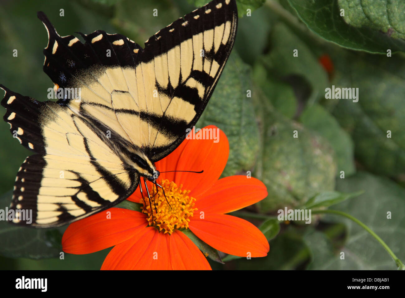 Swallowtail butterfly pollinisent la fleur. Banque D'Images Swallowtail butterfly pollinisent la fleur. Banque D'Images