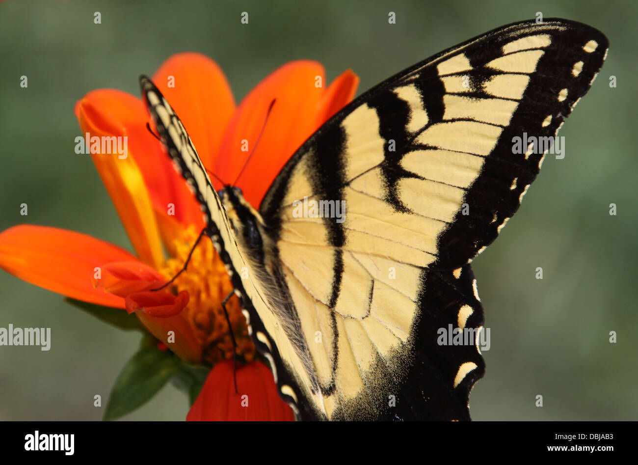 Swallowtail butterfly pollinisent la fleur. Banque D'Images Swallowtail butterfly pollinisent la fleur. Banque D'Images