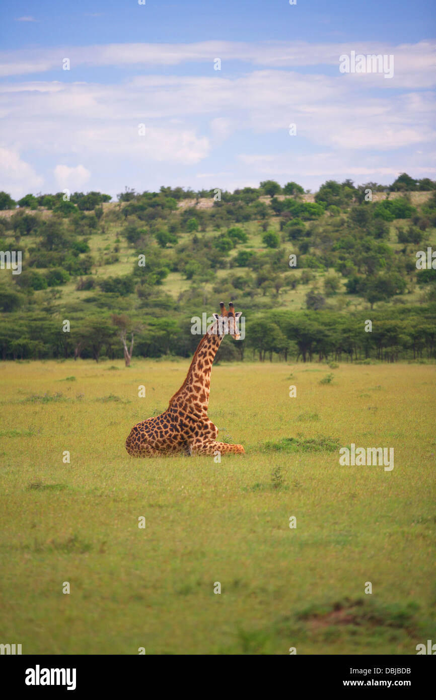Le Masai Giraffe. Giraffa camelopardalis tippelskirchi. Kinyei Ole Conservancy. Le Kenya, l'Afrique. Banque D'Images