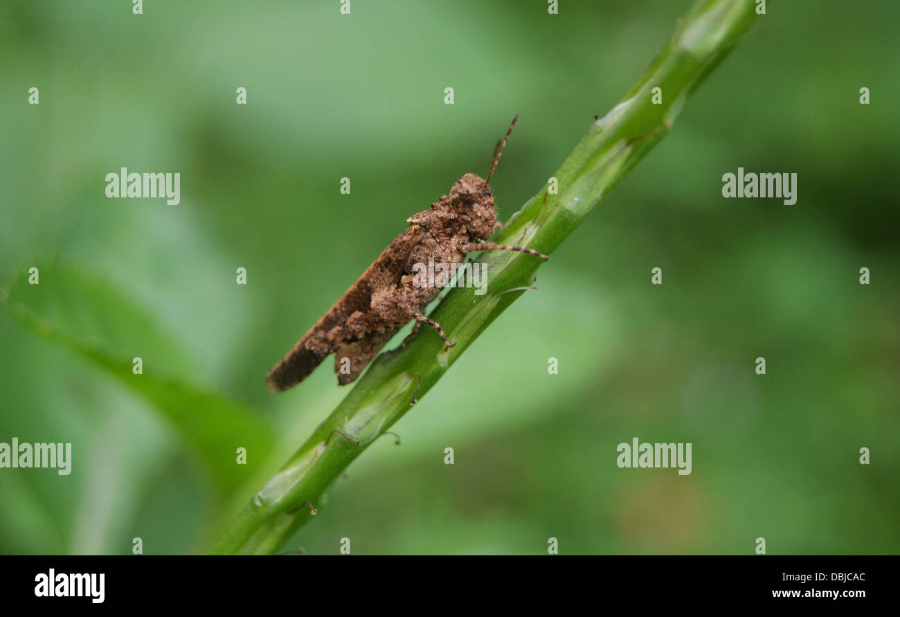 Variété de la biodiversité dans les souches végétales Western Ghats India Banque D'Images