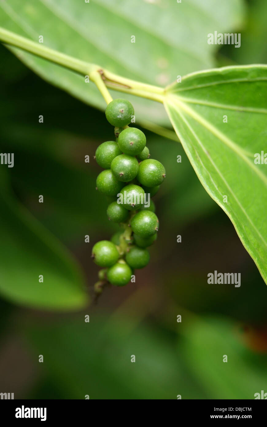 Plante de vigne de poivre noir | Piper Nigrum | Poivre noir, blanc ou rouge