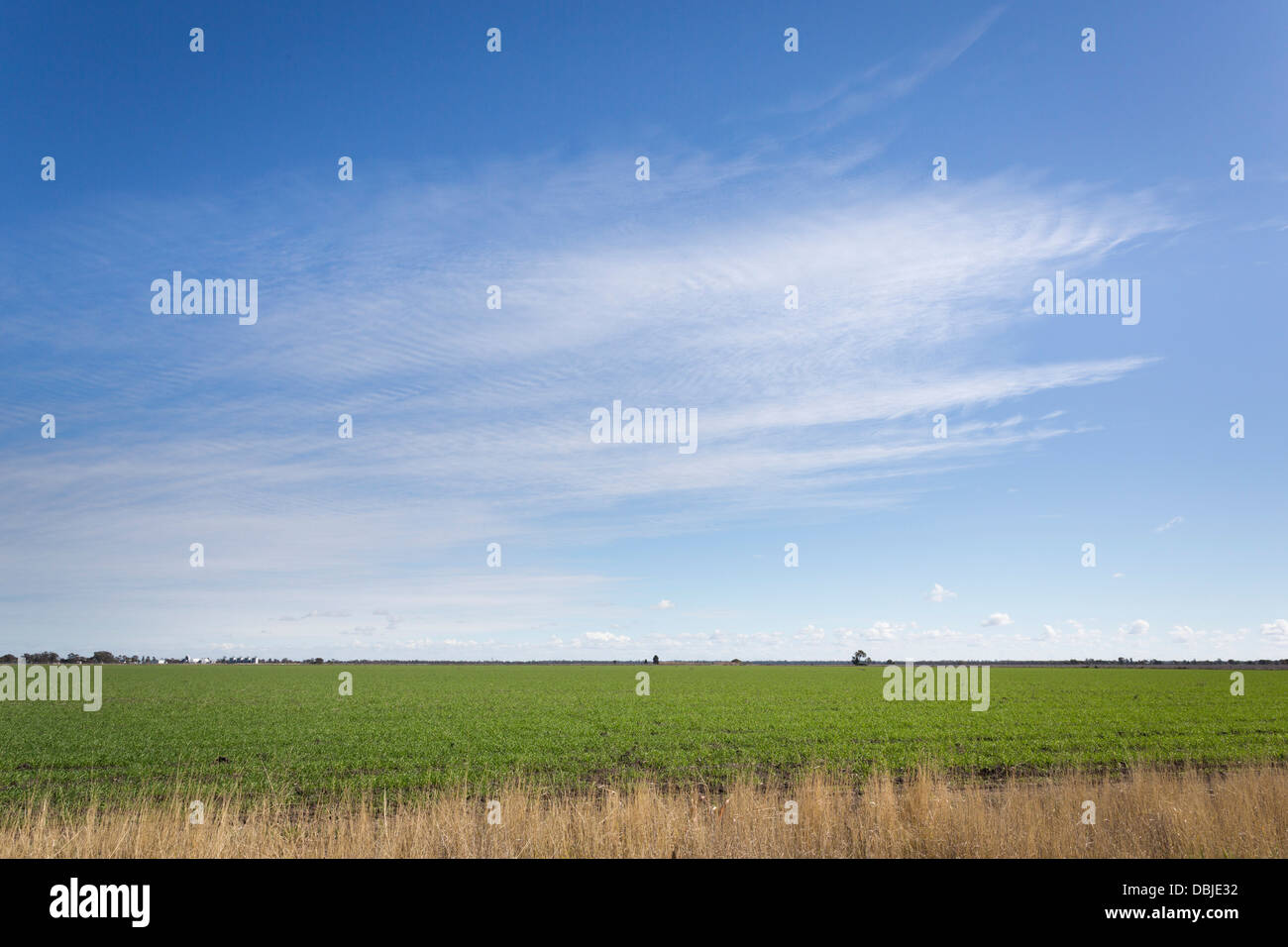 L'élevage agricole vaste acre de coton dans le centre de NSW Australie Banque D'Images