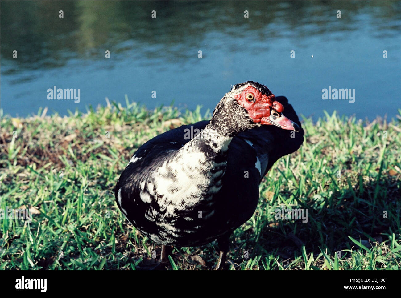 Canard de barbarie,observe la caméra sur le côté, sur la rive d'un étang de la communauté en Floride. Banque D'Images