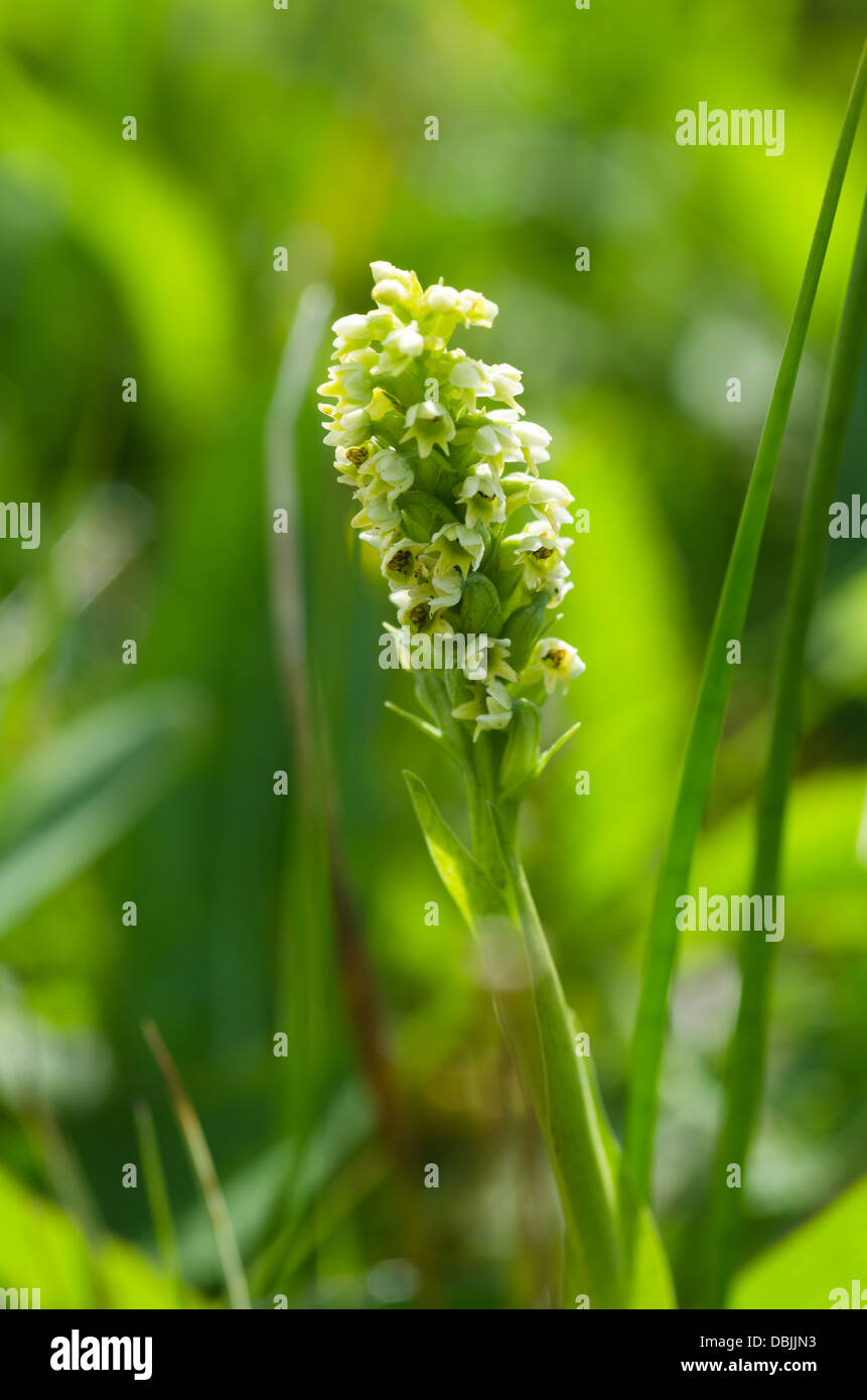 La petite orchidée blanche - Pseudorchis albida Banque D'Images