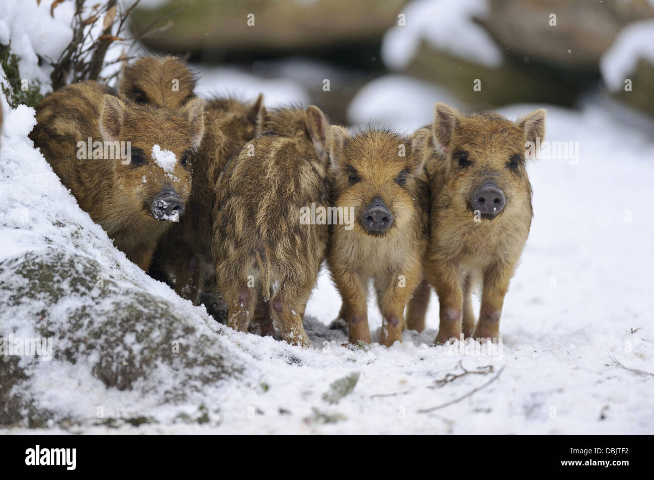 Les Jeunes sangliers dans la neige, Sus scrofa, Basse-Saxe, Allemagne, Europe Banque D'Images