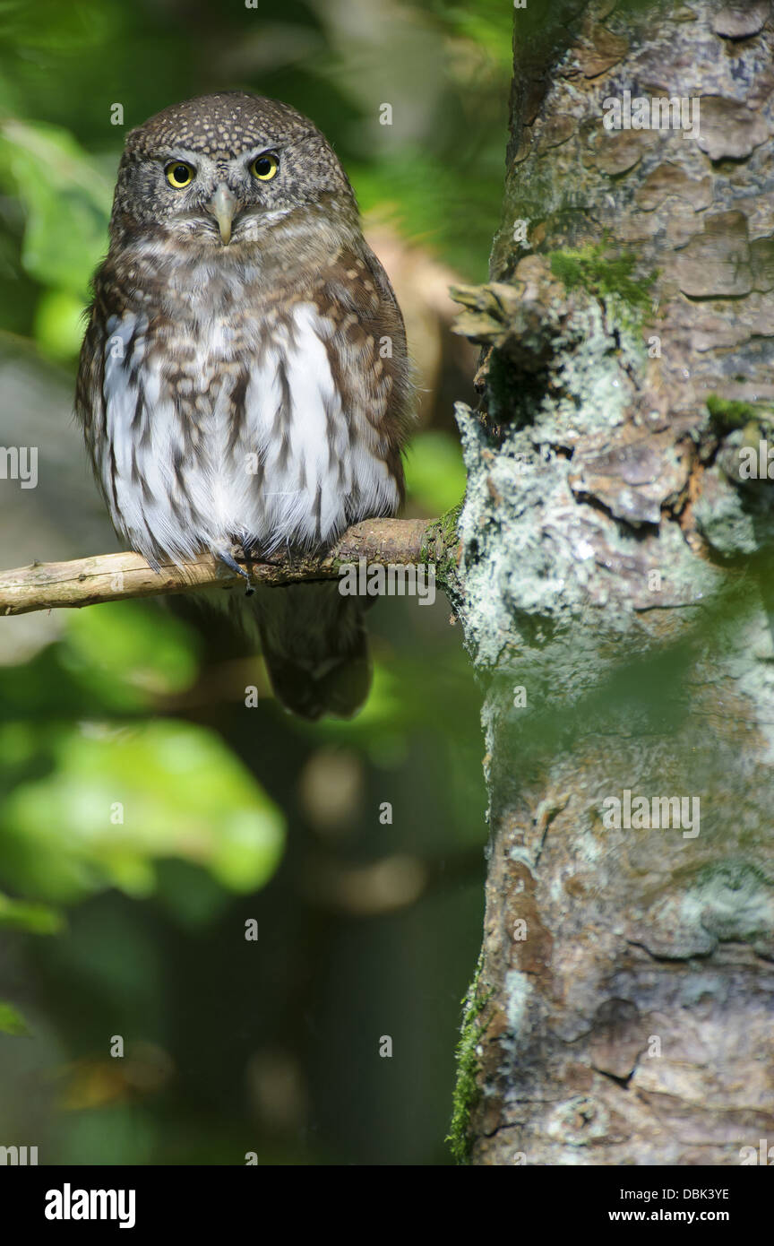 Chouette naine eurasien, Glaucidium passerinum, Bavaria, Germany, Europe Banque D'Images