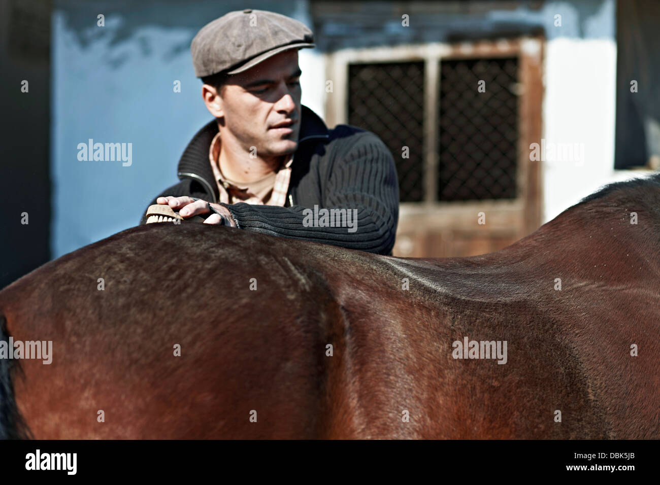 Le toilettage du cheval, la Baranja, Italy, Europe Banque D'Images