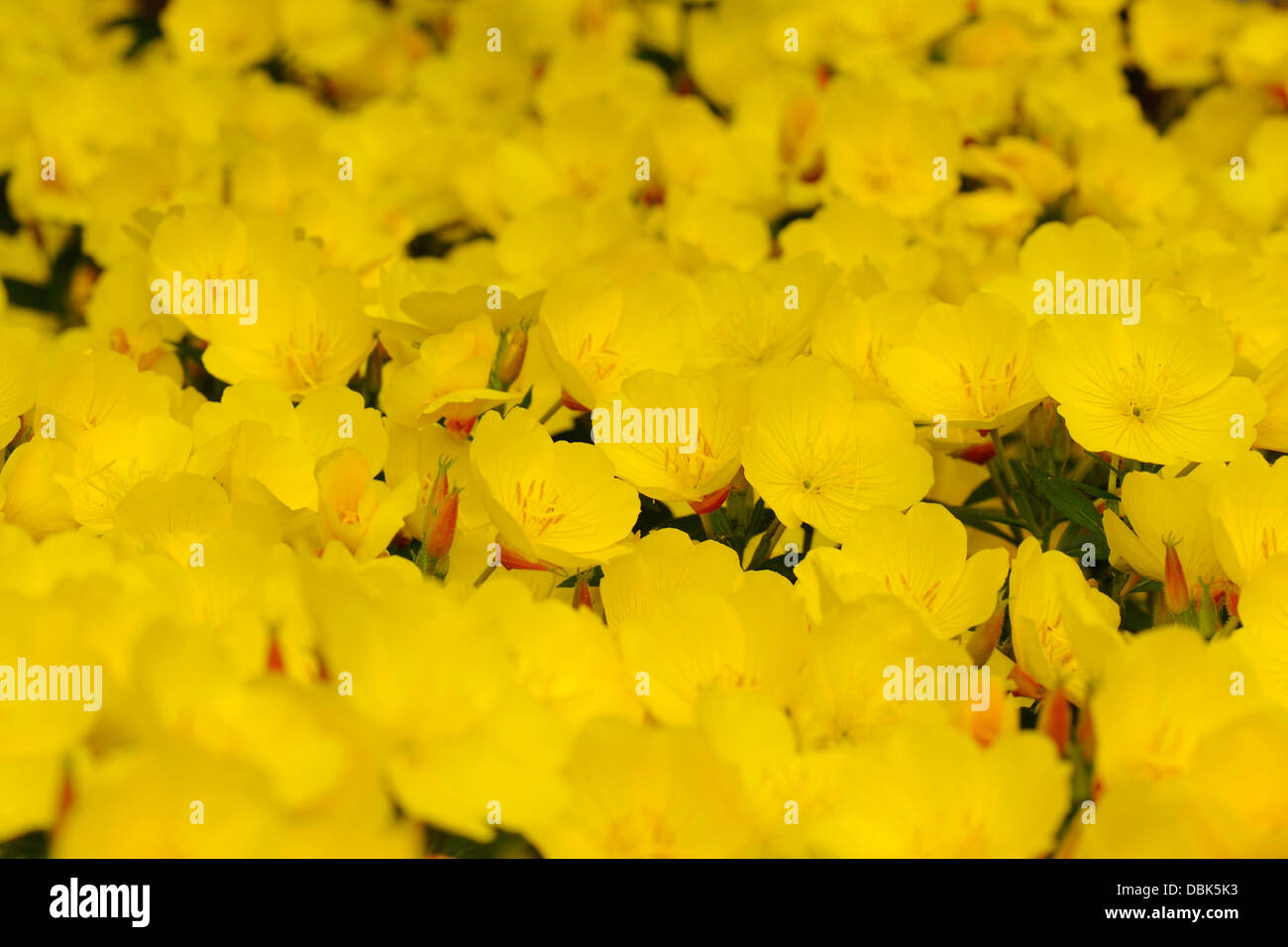 Oenothera est un genre d'environ 125 espèces de plantes herbacées. Banque D'Images