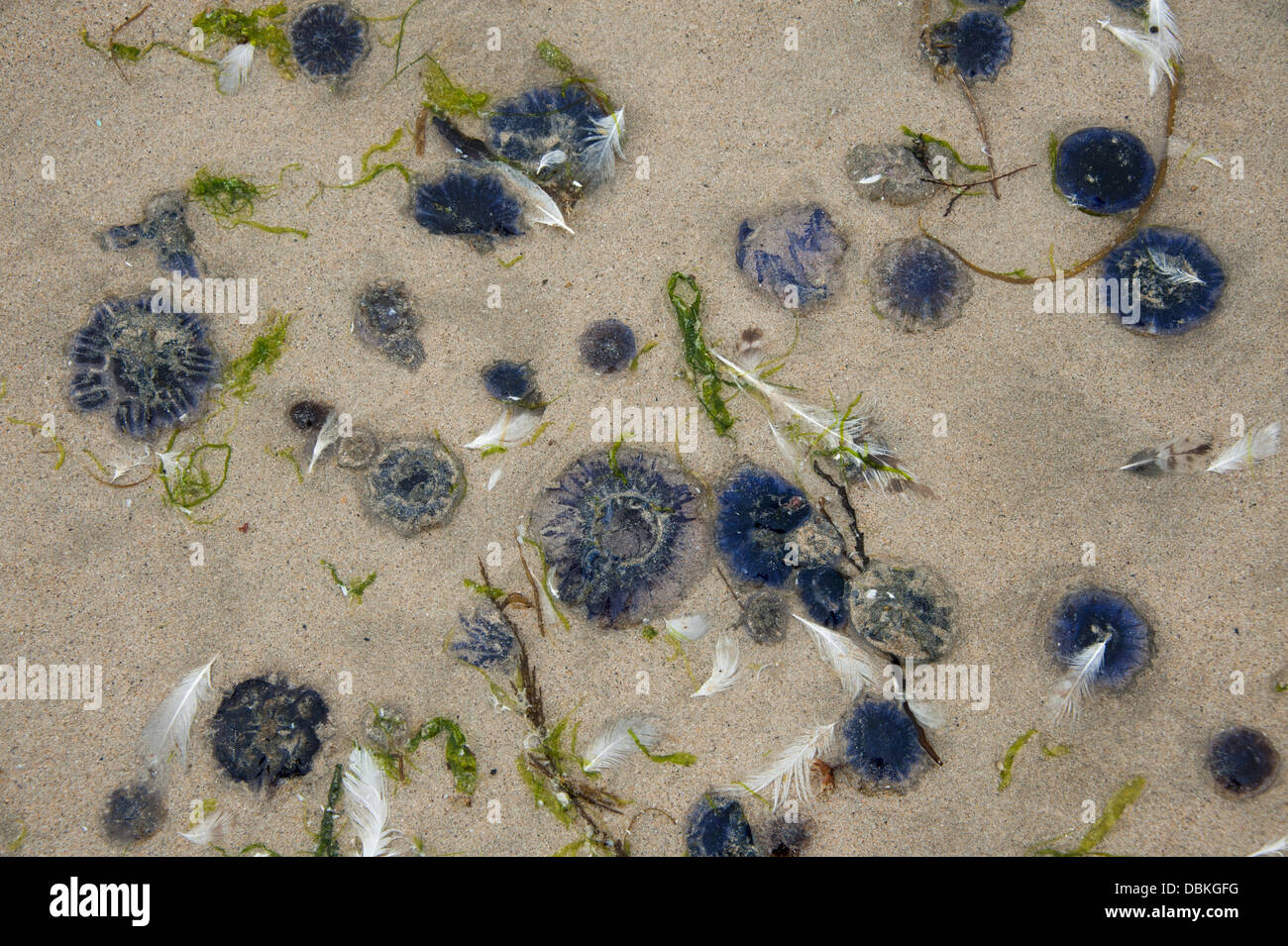 Polzeath, UK. 06Th Aug 2013. Les méduses sur la côte sur la baie à Polzeath Hayle en Cornouailles comme les températures chaudes de l'été semblent prêts à faire un retour bienvenu. Jeudi 1er août 2013 Crédit : pictureditor/Alamy Live News Banque D'Images