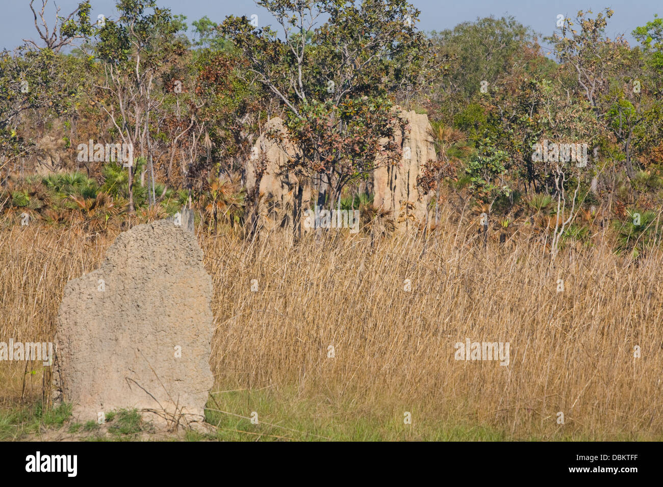Termitières géantes dans le territoire du Nord, Australie Banque D'Images