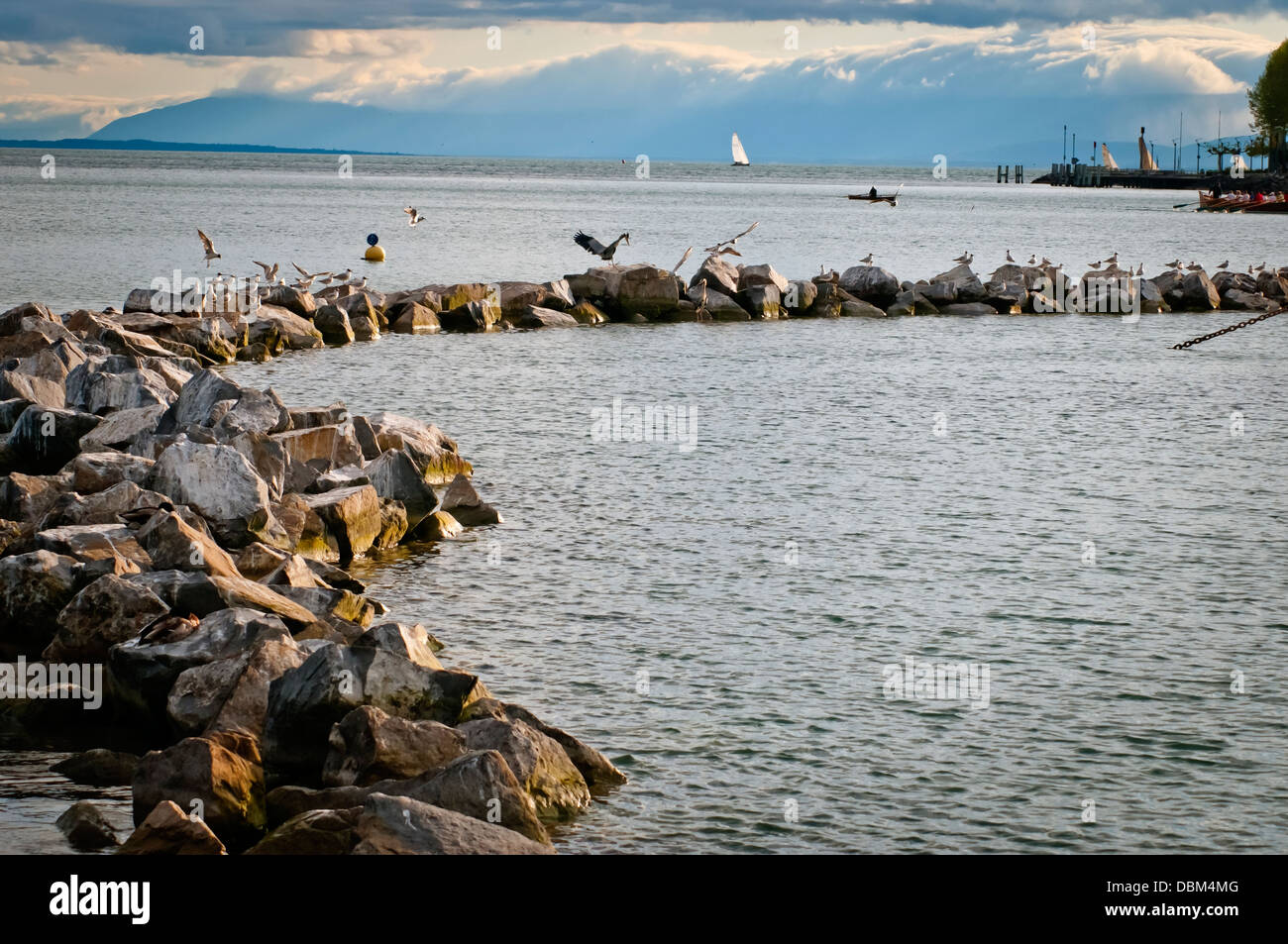 Stone Ridge avec les oiseaux, le Lac Léman ou le Lac Léman, Lausanne, Suisse, Europe Banque D'Images